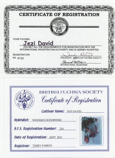 Jezi David---certificate.jpg